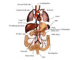 Kun jij de organen aanwijzen? Alle Organen In Het Lichaam Dit Zet Ik Bij Me Op Het Bord Omdat Het Organen Zijn Die Levens Kunnen Redden Menselijk Lichaam Het Menselijk Lichaam Het Lichaam