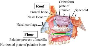 The nasal septum divides the cavity into two cavities, also known as fossae. Nasal Cavity Arterial Supply And Nasal Meatuses And Chonchae Anatomy Qa