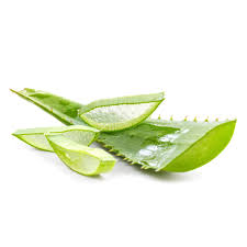 Image result for Aloe veseyi