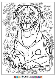 Everything rottweiler related including health, temperament, training, and pictures. Pin On Dog