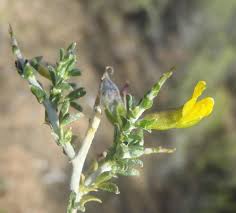 Image result for Melolobium