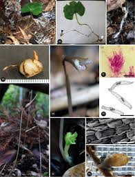 Image result for Nervilia adolphi