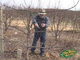 This is also a proper season to prune plums and cherries, either against walls or espaliers, especially where the weather is mild. Winter Pruning 2014 Youtube