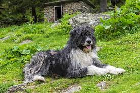 To advance this breed to a state of similarity throughout the world; Romanian Mioritic Shepherd Dog Dog Breed Information American Kennel Club