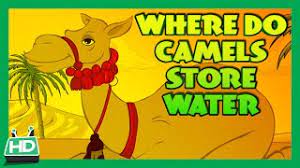 When food and water become scarce, the camel extracts energy from that mound of fat. Where Do Camels Store Water Youtube