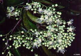 Image result for Maranthes