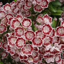Laurel mountain minuet shrubs for sale online kalmia latifolia 'minuet' or laurel mountain minuet is laurel with pink buds that open to splendid nice white flowers with a striking maroon band around the. Kalmia Minuet Mountain Laurel From Prides Corner Farms
