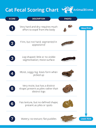If diarrhhea is the only sympton your kitten has intestinal parasites are common in kittens. Cat Diarrhea What You Need To Know Animalbiome