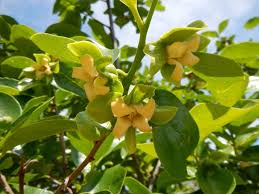 Image result for Diospyros mweroensis