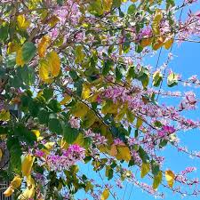 Image result for Bauhinia variegata