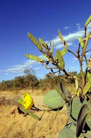 Image result for Chamaecrista wittei