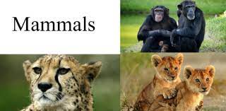 Well, what do you know? Interesting Mammals Quiz Questions Proprofs Quiz