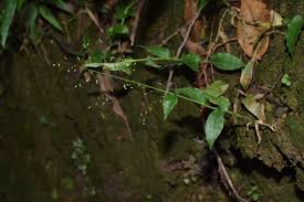 Image result for Panicum brevifolium