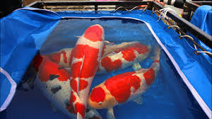 Explore coy fish114's (@coy_fish114) posts on pholder | see more posts from u/coy_fish114 like poor guy Best Koi Fish Videos 2020 Japan Compilation Youtube