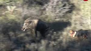 Kopegime Hucum Eden Yaban Domuzu Wild Boar Attacking Hunter And Dog Youtube