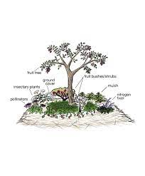 Starting A Food Forest Fruit Tree Companion Planting Via Ecologia Fruit Trees Trees To Plant Food Forest Garden