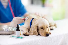 Urgent Care vs. Routine Check-ups: What Every Pet Owner Should Know |  Rocklin Ranch Veterinary Hospital & Urgent Care