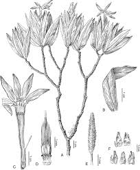 Image result for Gnidia mollis