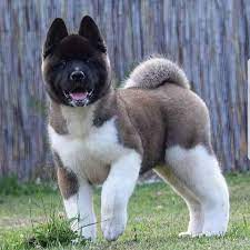 Part of an exclusive circle, akitas are one of only seven dogs native to japan. Total Cuteness I Want This Fluffy Puppy 0 Akita Puppies Akita Dog Dog Breeds