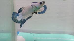 Sangat banyak sekali jenis ikan cupang yang berhasil di temukan. Ikan Cupang Blue Panda Sepair Youtube