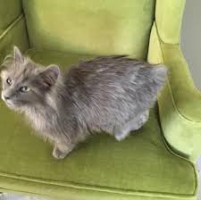 Adopt Mccree Manx On Petfinder Manx Cat Manx Bobtail Cat