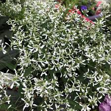 Diamond frost euphorbia is the perfect companion in my container fairy gardens. Euphorbia Diamond Frost Buy Spurge Annuals Online