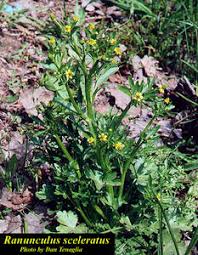 Image result for Ranunculus sceleratus