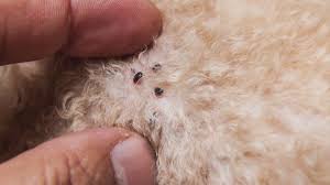 Image result for Typhus