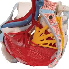 Iliolumbar, sacrotuberous and sacrospinous ligaments. Pelvis Skeleton Model Female 6 Part 3b Scientific 1000288 H20 4