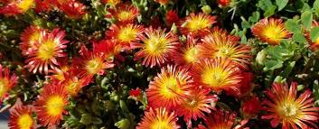 Image result for Delosperma spp.