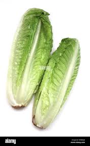 Vegetable Lettuce Hearts Of Romaine Cos Lettuce Stock Photo Alamy