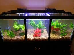 Divided Betta Tank In 2020 Betta Fish Tank Betta Tank Betta