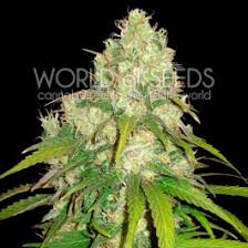 Check spelling or type a new query. Cannabis Seeds Marijuana Seeds World Of Seeds