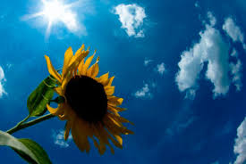 「夏」の画像検索結果