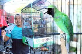 Gambar burung ijo | gambar burung wallpaper. Kontes Kalibokor Surabaya Ch Sapu Jagad Hatrik Setelah 7 Bulan Absen Ambyar Jaguar Paw Dan Green Force Nyeri Burungnews