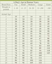 Dog Age Chart That Makes Owen 72 Human Years Old Sounds
