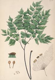 Image result for Adiantum