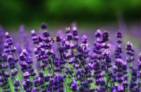 Lavender Flowers 4k Ultra Hd Wallpaper 4k Wallpaper Net Hd Wallpaper 4k Lavender Flowers Flowers