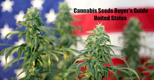 Getting a trusted seed bank can be a little difficult, especially in the united states due to marijuana being largely available. A 2019 Guide To Buying Cannabis Seeds In The United States