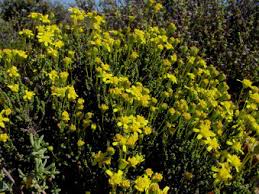 Image result for Euryops subcarnosus
