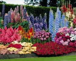 And you can find choices that will work extremely well for a polyculture planting scheme in a sunny bed or border, or for a shady forest garden. Love These Colors Together Perennial Garden Design Flowers Perennials Beautiful Flowers