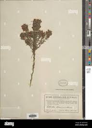 Image result for Mostuea brunonis