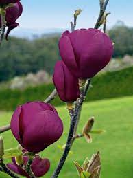 Purple Magnolia Ekzoticheskie Cvety Magnoliya Rasteniya