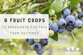 We did not find results for: 6 Fruit Crops To Propagate For Free From Cuttings Tenth Acre Farm