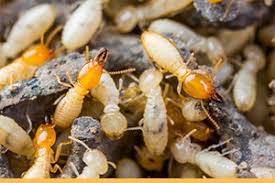Sacramento pest control & exterminator services. Affordable Pest Control Sacramento Free Quotes Earthwise Pest Management