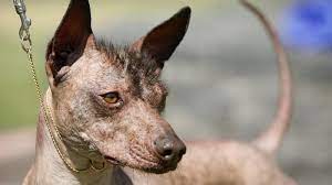 Breeds include poodle, labrador, staffordshire bull terrier and more. That Mexican Hairless Dog From Coco Is A Cool Breed But That Doesn T Mean You Should Get One