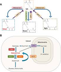 Revision date 01/07/2014 hazard statements in full h302 harmful if swallowed. Proteomic And Biochemical Studies Of Lysine Malonylation Suggest Its Malonic Aciduria Associated Regulatory Role In Mitochondrial Function And Fatty Acid Oxidation S Molecular Cellular Proteomics