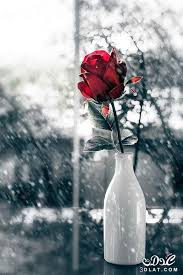 احلى صور ورود 2019 جوده عالية صور زهور منوعة اجمل صور ورد ملونة 2019 Color Splash Red Black And Red Roses Color Splash Photography