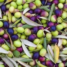 We did not find results for: Olive Tree Fruit Plants Edible Garden The Home Depot