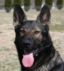 All black german shepherd puppies for sale in north carolina. Camelot German Shepherds German Shepherd Breeders Chattanooga Tennessee Camelot German Shepherds